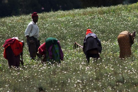 The effects of COVID-19 on the global pyrethrum industry